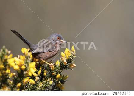 Close up of a perching Dartford warbler 79462161