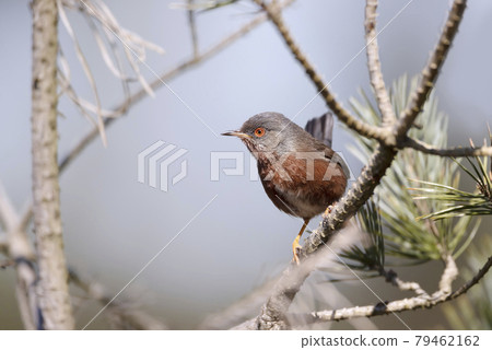 Close up of a perching Dartford warbler Close up of a perching Dartford warbler 79462162