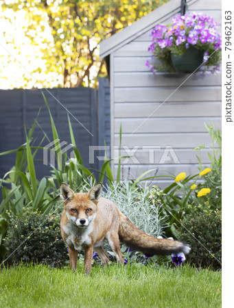 Red fox standing by a shed in the garden Red fox standing by a shed in the garden 79462163
