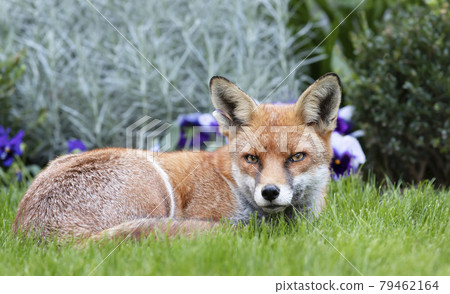 Red fox lying on green grass Red fox lying on green grass 79462164