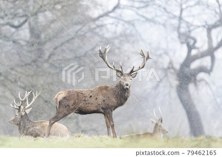 Red Deer in the falling rain in autumn Red Deer in the falling rain in autumn 79462165