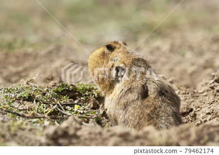 Close up of a big-headed African mole-rat, Ethiopia. Close up of a big-headed African mole-rat, Ethiopia. 79462174