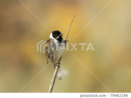 Close up of a perched common reed bunting against yellow background 79462196