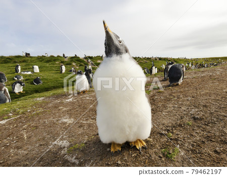 Portrait of a Gentoo penguin chick 79462197