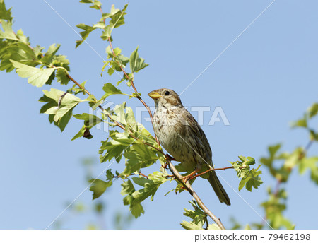 Close up of a Corn bunting perched in a tree 79462198
