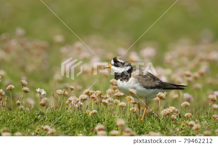 Ringed plover in pink thrift on a coastal area of Noss island, Scotland Ringed plover in pink thrift on a coastal area of Noss island, Scotland 79462212