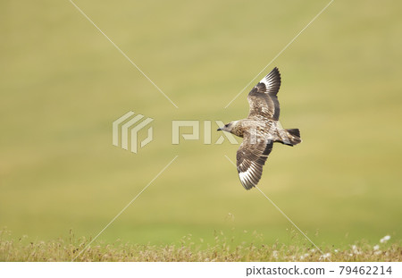 Close up of Great Skua in flight 79462214