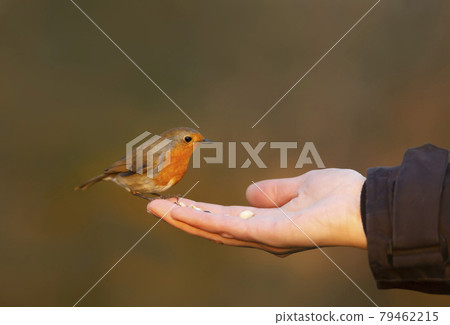 Close up of a robin feeding on hand 79462215