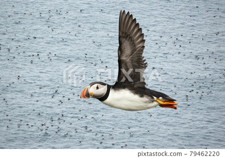 Atlantic puffin in flight over a colony of puffins in water Atlantic puffin in flight over a colony of puffins in water 79462220