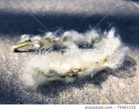 Allergy poplar fluff flower of cottonwood twig Allergy poplar fluff flower of cottonwood twig 79463158