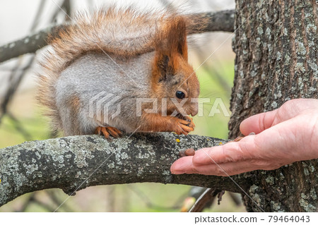 A squirrel in the spring or autumn eats nuts from a human hand. Eurasian red squirrel, Sciurus vulgaris 79464043