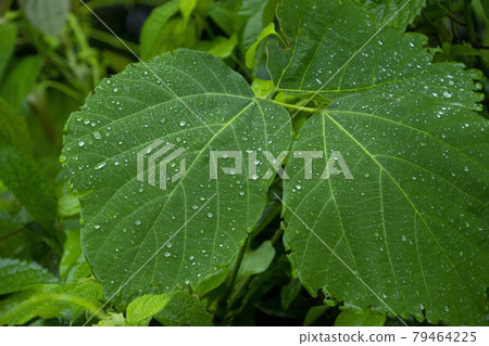 Rain and drops falling on the grass Rain and drops falling on the grass 79464225