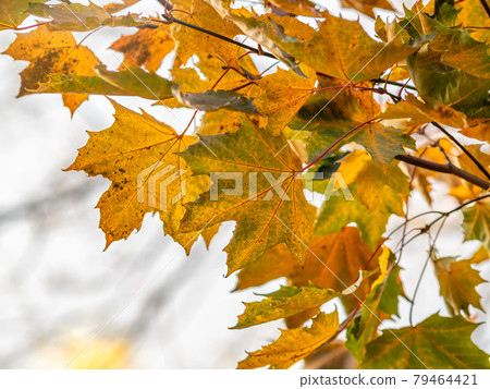 Maple branches with yellow leaves in autumn, in the light of sunset. 79464421