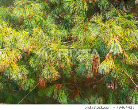 Cedar branches with long fluffy needles with a beautiful blurry background. Cedar branches with long fluffy needles with a beautiful blurry background. 79464425