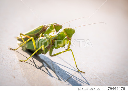 Mating of a pair of praying mantises. Close up of pair of European mantis or Praying mantis copulating in nature. 79464476
