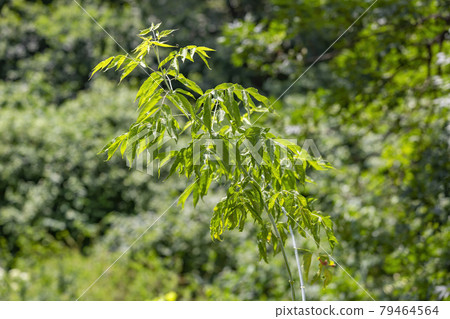A branch with bright green leaves of ash-leaved maple A branch with bright green leaves of ash-leaved maple 79464564