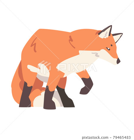 Creeping Fox, Beautiful Wild Predator Forest Animal Cartoon Vector Illustration Creeping Fox, Beautiful Wild Predator Forest Animal Cartoon Vector Illustration 79465483