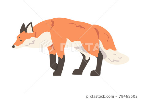 Red Stalking Fox, Wild Predator Forest Mammal Animal Cartoon Vector Illustration 79465502