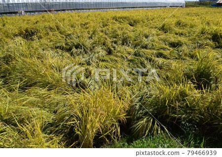 Rice ears damaged by wind and flood damage 79466939