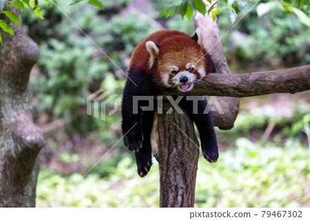 Red Panda Tama Zoo 79467302