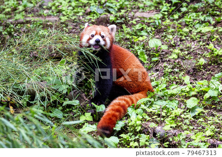 Red Panda Tama Zoo 79467313