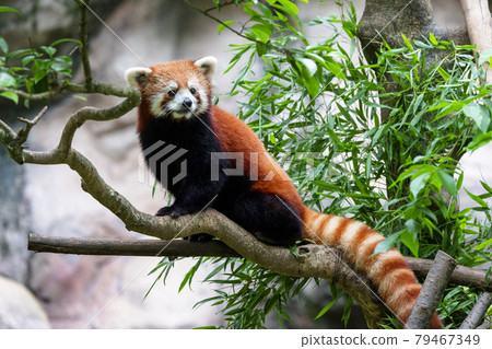 紅熊貓多摩動物園 紅熊貓多摩動物園 79467349