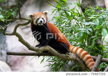 Red Panda Tama Zoo Red Panda Tama Zoo 79467350