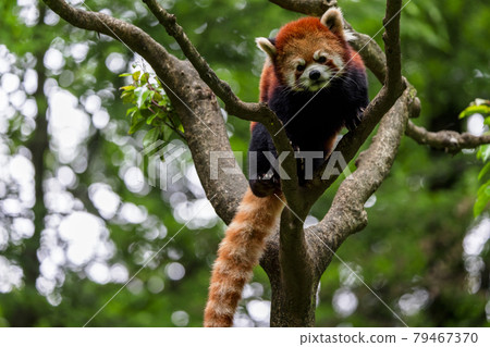 Red Panda Tama Zoo Red Panda Tama Zoo 79467370