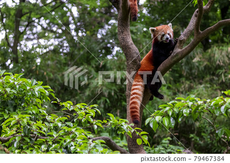 紅熊貓多摩動物園 紅熊貓多摩動物園 79467384