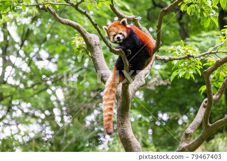 紅熊貓多摩動物園 紅熊貓多摩動物園 79467403