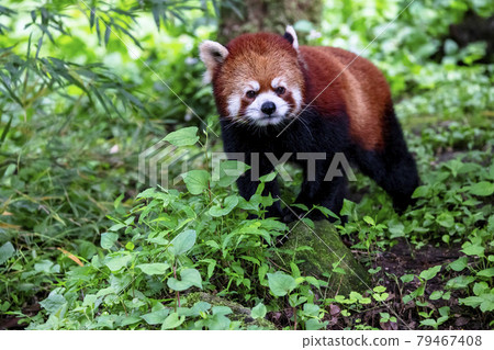 Red Panda Tama Zoo Red Panda Tama Zoo 79467408