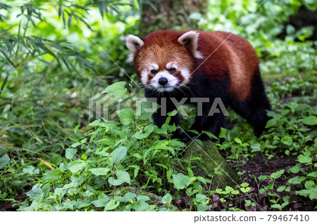 Red Panda Tama Zoo Red Panda Tama Zoo 79467410