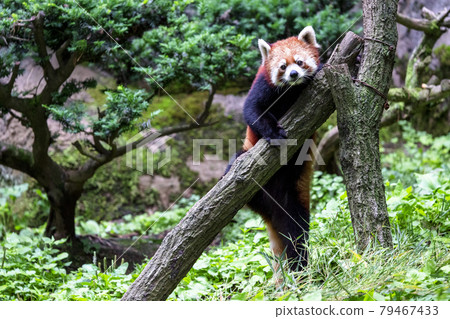Red Panda Tama Zoo 79467433