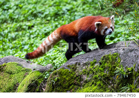 Red Panda Tama Zoo Red Panda Tama Zoo 79467450