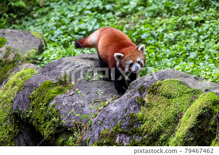 Red Panda Tama Zoo 79467462