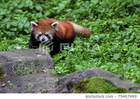 Red Panda Tama Zoo 79467469