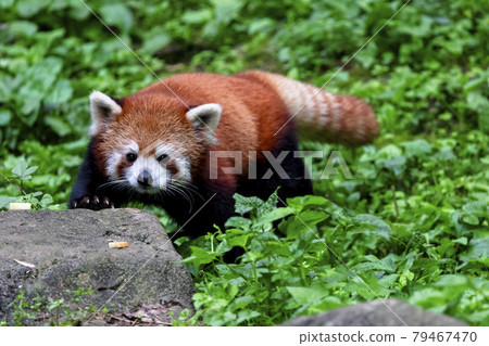 紅熊貓多摩動物園 紅熊貓多摩動物園 79467470