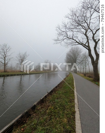 Trees by the river in the morning mist. Silhouette of plants against the background of dawn in Trees by the river in the morning mist. Silhouette of plants against the background of dawn in 79467516