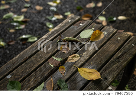 Wooden brown benches and yellow and green fallen leaves in the park after the rain Wooden brown benches and yellow and green fallen leaves in the park after the rain 79467590