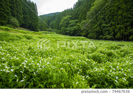 Half-summer in the valley of Okada 79467636