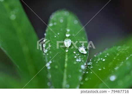 Waterdrops on a lupine leaf as a close up 79467716