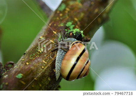 Close up of a housing snail at a tree branch Close up of a housing snail at a tree branch 79467718