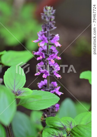 Close up of a flowering shrub basil against a blurred background 79467724