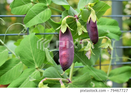 Purple peas growing on a bush in the garden Purple peas growing on a bush in the garden 79467727