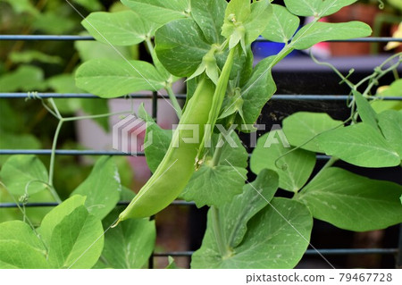 Green peas growing on a bush in the garden 79467728