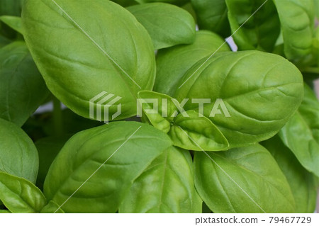 Close up of basil against a blurred background Close up of basil against a blurred background 79467729