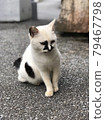 一隻可愛的貓 79467798