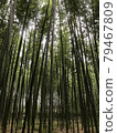 竹叢， 79467809