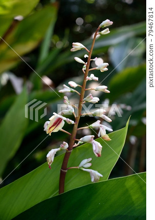 Kumatakeran flower Kumatakeran flower 79467814