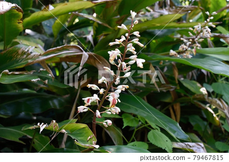 Kumatakeran flower 79467815